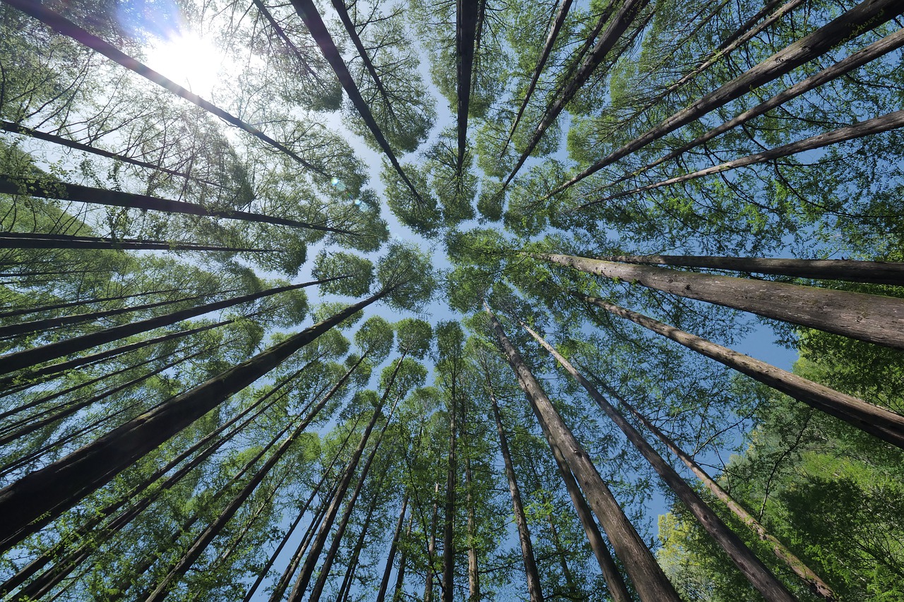 Bomen lucht